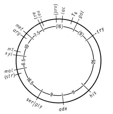 . 2.      (Escherichia coli  12).    ( ),     -  ,    ,         <sub>6</sub>;      . : ade  ; his  ; try  ; gal  ; lac  : pro  ; leu  ; tre  ; met  ; arg  ; mt  ; l  ; mal  ; ser  ; gly  ; str  <sub>6</sub>       T<sub>6</sub>.