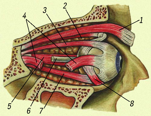 Мышцы глаза: 1 — мышца, поднимающая верхнее веко; 2 — верхняя косая мышца; 3 — верхняя прямая мышца; 4 — наружная прямая мышца; 5 — внутренняя прямая мышца; 6 — зрительный нерв; 7 — нижняя прямая мышца; 8 — нижняя косая мышца. Глаз.