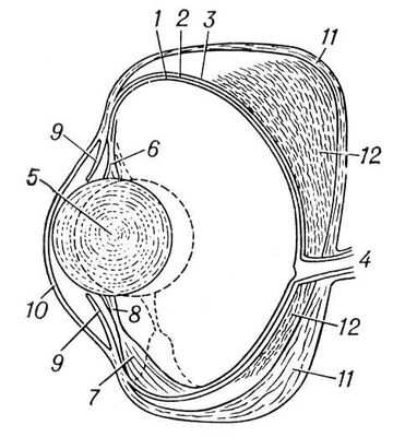 . 1.   (   ): 1  ; 2   ; 3   ; 4   ; 5  ; 6    ; 7  ,  ; 8   ; 9  ; 10  ; 11  ; 12   .