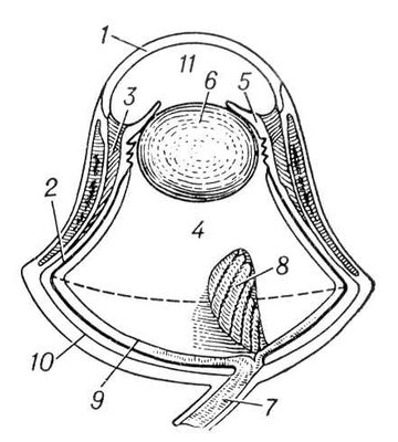 . 4.    ( ): 1  ,   ; 2   ; 3   ; 4   ; 5  ; 6  ; 7   ; 8  ; 9  ; 10  ; 11   .