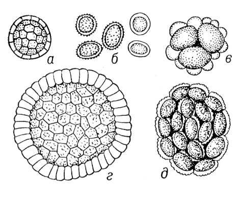 . 2.   :    Tilletia;    Ustilago;    Tuburcinia;    Doassansia;    Thecaphora.