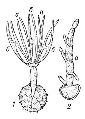 . 3.   : 1    Tilletia tritici (  ;    ); 2    Ustilago avenae (     ).