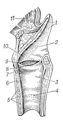 . 1.   ( ): 1  ; 2   ; 3  ; 4  ; 5   ; 6  e ; 7   ; 8    ; 9   ; 10    ; 11   .