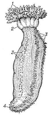 Голотурия Cocumaria frondosa: 1 — щупальца; 2 — ампулы щупалец; 3 — амбулакральные ножки; 4 — анальное отверстие. Голотурии.