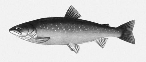  (Salvelinus alpinus).