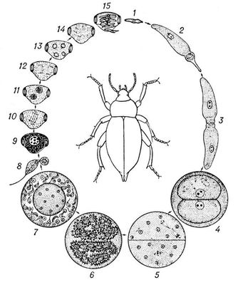 . 2.    Stylocephalus longicollis: 1  ; 2  ; 3   ; 4     ; 5, 6    ; 7   ; 8   ; 9  ; 1014     : 15  ,    (14     ; 515    ). .