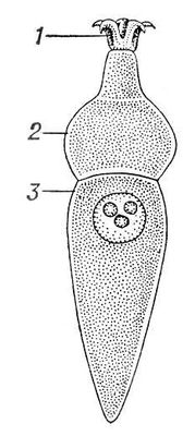 . 1.   Corycella armata: 1  ; 2  ; 3  .