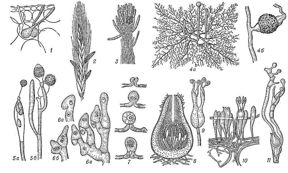  (): 1  Olpidium brassicae    ; 2  Claviceps purpurea (); 3  Sphaerostilbe, ; 4  Mucor: 4a    , 4     ; 5  Monoblepharis: 5a  , 5  ; 6a, 6, 6      ; 7  Eremascus fertilis,    ; 8  Podospora,    ; 9  Tremella,   ; 10  Exobasidium, ,   ; 11  Puccinia graminis,  .