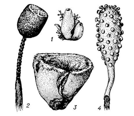 . 1.    : 1     Leucandra sp., 2    Hyalonema sieboldti, 3    Stelletta validissima, 4    Chondrocladia gigantea.