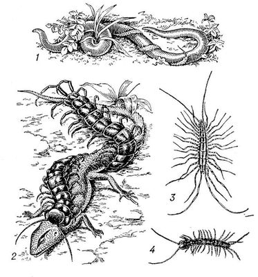 : 1   Geophilus longicornis   ; 2   ,   ; 3   Scutigera; 4   Lithobius.