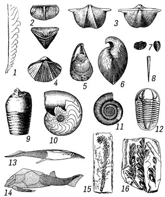    : 1  Monograptus uniformis; 2  Calceola sandalina; 3  Cyrtospifer disjunctis; 4  Sieberella sieberi; 5  Uncites gryphus; 6  Stringocephalus burtini; 7  Buchiola retrostriata; 8  Tentaculites tenuicinctlis; 9  Pachtoceras sulcatulum; 10  Manticoceras intumescens; 11  Oxyclymenia undulata; 12  Proetus bohemicus; 13  Pteraspis rostrata; 14  Pterichtys milleri; 15  Psilophyton princeps; 16  Archaeopteris Roemeriana (. 1  ).