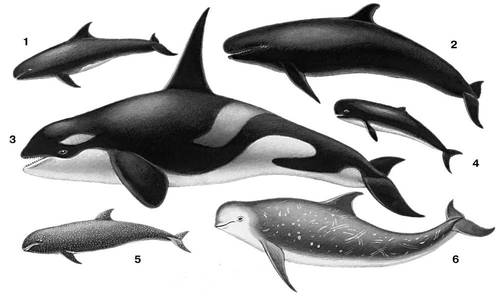 : 1    (Feresa attenuata); 2    (Pseudorca crassidens); 3   (Orcinus orca); 4    (Orcella brevirostris); 5    (Peponocephala electra); 6    (Grampus griseus). .