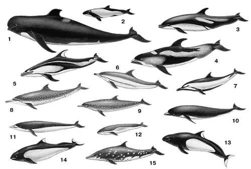 : 1    (Globicephalus melas); 2    (Cephalorhynchus commersoni); 3    (Lagenorhynchus acutus); 4    (Lagenorhynchus albirostris); 5     (Lagenorhynchus obliquidens); 6    (Stenella caeruleoalbus); 7    (Stenella dubia); 8    (Stenella longirostris); 9    (Stenella pernettyi); 10     (Lissodelphis borealis); 11     (Lissodelphis peroni); 12     (Neomeris phocaenoides); 13     (Phocaenoides dalli); 14     (Phocaenoides truei); 15    (Steno bredanensis). .