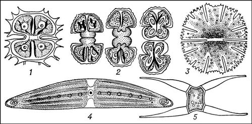  : 1  Xanthidium; 2  Cosmarium (    ); 3  Micrasterias; 4  Closterium; 5  Closterium ( ).