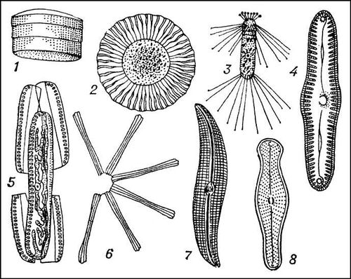  : 1  Ethmodiscus gazellae; 2  Planktoniella sol; 3  Corethron valdiviae; 4  Pinularia viridis; 5  Surirella saxonica ( ); 6  Asterionella gracillima; 7  Pleurosigma attenuatum; 8  Didymosphenia geminata.