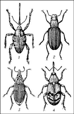 : 1   (Curculio glandium); 2    (Sitona lineatus); 3   (Bothynoderes punctiventris); 4    (Anthonomus pomorum).