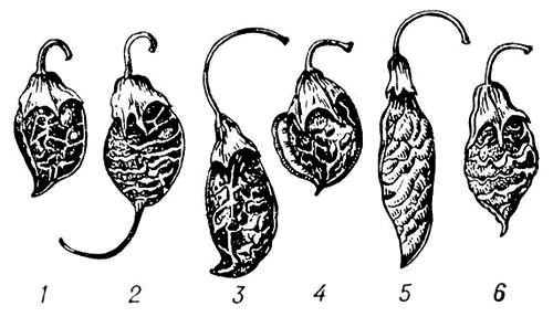 . 2.  : 1  ; 2  ; 3  ; 4  ; 5  ; 6  .