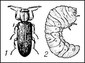 Древогрыз Lyctus suturalis: 1 — жук; 2 — личинка. Древогрызы.