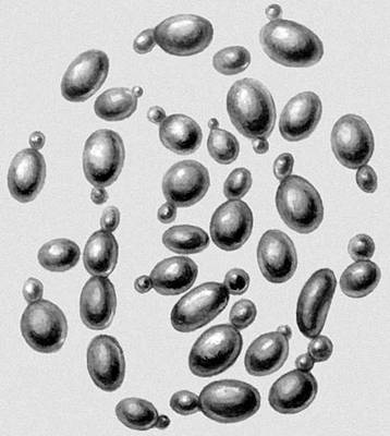 Дрожжи рода Saccharomyces. Дрожжи.