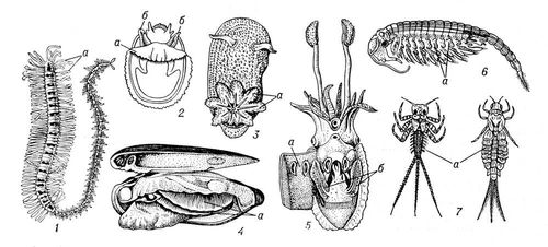   : 1    Myrianida:   ; 2    Emarginula:    ,   ; 3    Acantodoris:    ; 4     (Unio)         :    ; 5    :      ,   ; 6     ( ):     ; 7   :    . .