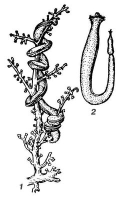  : 1  Nematomenia flavens; 2  Chaetoderma nitidulum.