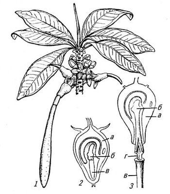 . 1.     (Rhizophora mucronata): 1    ,   ; 2    ,     ; 3      :   ;   ;    ;    .