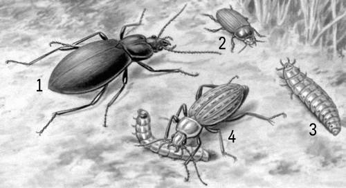 : 1   (Carabus coriaceus); 2   (Zabrus tenebrioides); 3   ; 4   (Carabus granulatus).