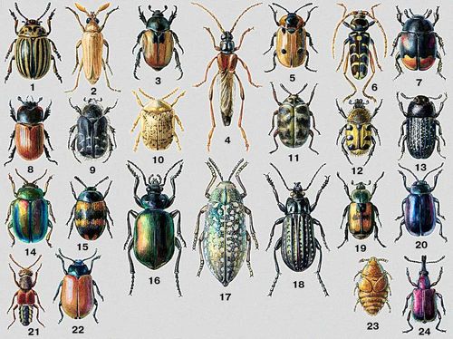 1.    (Leptinotarsa decemlineata)  . ,   . .   . 2.   (Prionus komarovi)  . . . 3.  ,  (Anisoplia austriaca)  -.  (  ).  . 4.   (Necydalis major)  ,  (). 5.   (Xylodrepa quadripunctata)  ,  (. ). 6.    (Plagionotus arcuatus)  ,  , . .  . 7.   (Sphaeridium scarabaeoides)  , ., .   . 8.   (Aphodius fimetarius)  , . , . . 9.  (Epicometis hirta)  . .    . 10.   (Cassida nebulosa)  , . , . .  . 11.   (Anthrenus museorum)  ,  ().   .   . 12.   (Trichius fasciatus)  . 13.   (Opatrum sabulosum)  ,  (, . ).    . 14.   (Chrysomela fastuosa)  , . . 15.   (Diaperis boleti)  ,  (). 16.   (Calosoma sycophanta)  .  . ,  (. ,   . ), . .    . 17.   (Julodis variolaris)  . . 18.   (Carabus clathratus)  , . . 19.  (Anisoplia agricola)  .  . ,  (-. ).  . 20.   (Agelastica aini)  ,  (. ).  . 21.   (Staphylimis caesareus)  ,  , . . 22.   (Melasoma populi)  , , , . .    . 23.   (Platypsyllus castoris)   ( ), . .    . 24.  (Rhynchites bacchus)  .  . , . , .  ().   . .