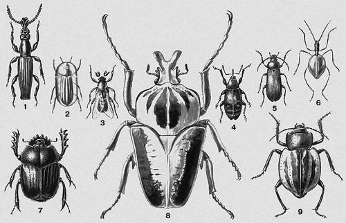 1.   (Amorphocephalus coronatus)  . , . . 2.   (Cossyphus tauricus)  -. ,  . 3.   (Rhipiphorus subdipterus)  . . 4.  ,   (Anthonomus pomorum)  , . .   , . 5.   (Omophlus proteus)  -. , . . 6.   (Loptodirus hohenwarti)   ( ). 7.   (Scarabaeus sacer)  . ,   . , . . 8.   (Goliathus regius)  . . 9.   (Sternodes caspius)  .  ().