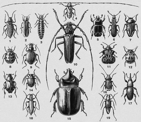 1.   (Sepidium bidentatum)  . . 2.   (Lampyris noctiluca)  ,  (, . ), . . . 3.   (Lampyris noctiluca)  ,  (, . ), . . . 4.    (Acanthocinus aedilis)  , . . . 5. - (Hololepta plana)  ,  . 6.   (Oryzaephilus surinamensis)  . 7.   (Cyphosoma turcomanicum)  . . 8.   (Adalia fasciatopunctata)   (),  (, .  . ). 9.   (Discoptera komarovi)  .  ( ). 10.    (Cerambyx cerdo)  .  . , . ,  . 11. -  (Dactylispa excisa)  . . 12.   (Paropsides duodecimpustulata)  . . 13.   (Gnorimus octopunctatus)  .  . , . . 14.   (Kytorrhinus quadriplagiatus)  -. .    . 15. - (Strategus alceus)  . . . . 16.   (Anthribus albinus)  ,  (. ). 17.   (Calandra granaria)  .    . 18.   (Clon cerambycinus)  . . 19.   (Petria antennata)  . .