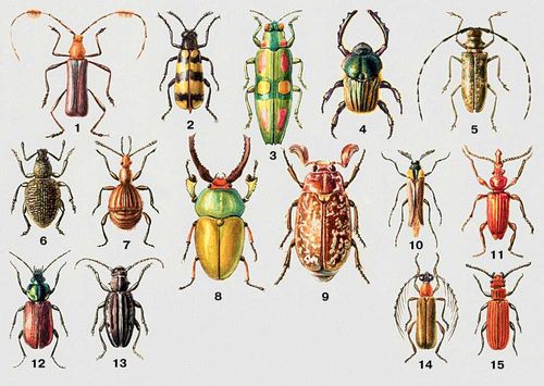 1.   (Paromoerocerus barbicornis)   (). 2.   (Mylabris floralis)  . , .  . , . . 3.   (Chrysochroa ocellata)  . . 4.   (Onitis humerosus)  -. , . . 5.    (Monochamus galloprovincialis pistor)  ,  ().  . 6.   (Otiorrhynchus turca)   [.-.  ( -)], . .     . 7.   (Pselaphus heisei)  . 8.   (Neolamprima adolphinae)   . . 9.  ,   (Polyphylla fullo)  .  . .   . . 10.   (Metoecus paradoxus)  .     . 11.   (Eremoxenus chan)  . . 12.   (Agonum sexpunctatum)  ,  (, . ). 13. - (Dorcadion holosericeum)  .   (  ). 14.   (Pogonocerus thoracicus)   (). 15.   (Cucujus cinnabarinus)  .