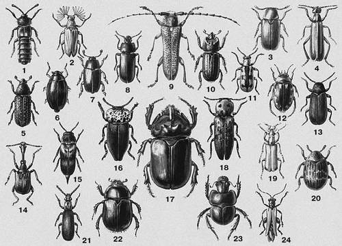 1.   (Aleochara bipustulata)  ,  , , .  (). 2.   (Arrhaphipterus shelkovnikovi)   (). 3.   (Stegobium paniceum)  .     ,  . 4.   (Epicauta erythrocephala)  -. , . . 5.   ,    (Blastophagus piniperda)  , .  . .  . 6.   (Gyrinus natator)  , .  . , . . 7.  ,   (Meligethes aeneus)  ,  , . , . .   . 8.   (Tenebrio molitor)  .  , ,  . 9.    (Saperda carcharias)  ,  ().    . 10.   (Sinodendron cylindricum)  . . 11.   (Crioceris asparagi)  .  . , . , . , . .  . 12.   (Platambus maculatus)  ,  (, . ). 13.   (Anobium pertinax)  ,  ().   . 14.   (Apoderus longiceps)   (. ). 15.   (Mordella fasciata)  ,  (). 16.   (Capnodis tenebrionis)  .  . , .   , . .   . 17. - (Oryctes nasicornis)  . . 18.   (Alaus pareyssii)  . . 19.   (Rhampholyssa steveni)  . . 20.   (Byrrhus pilula)  ,  (). 21.   (Rhysodes sulcatus)  .  . ,  (. , . ). 22.   (Geotrupes stercorarius)  ,  . 23.   (Lethrus apterus)  -. .   . . 24.   (Oedemera flavescens)  .