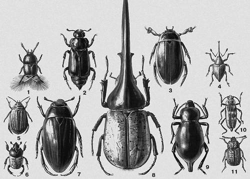 1.   (Acrotrichis grandicollis)  , . , . . 2.   (Necrophorus germanicus)  . 3.   (Macrodytes marginalis)  , . , . .    . . 4.   (Curculio nucum)  .     . 5.   (Acilius sulcatus)  ,  (. ). . 6. - (Onthophagus vacca)  ,  , . . 7.    (Hydrous piceus)  ,   . , . . 8. - (Dynastes hercules)   . . . 9.   (Blaps gigantea)  . . 10.   (Hylotrupes bajulus)  ,  (,  ), . .   . 11.   (Thanatophilus rugosus)  , . . .