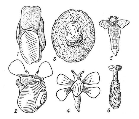  : 1  Scaphander lignarius; 2  Limacina helicina; 3  Umbraculum mediterraneum; 4  Lobiger serradifalci; 5  Clione limacina; 6  Hedylopsis spiculifera.