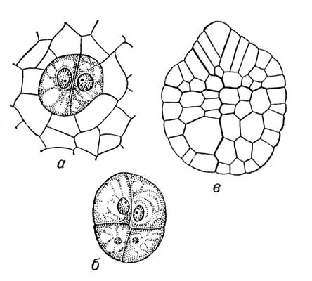 .5.       .   (Equisetum debileu . arwense):       ,     ,       . .