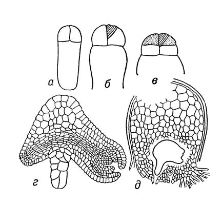 .4.       .   (Selaginella martensii): , ,       (),       ,      ,      .