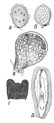 .7.       .   (Ginkgo biloba):      ,   ,   ,     ,        ,   ,   . .