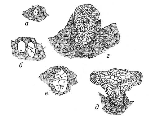 .3.       .   (Tmesipteris tannensis):     ,     ,     ,       .