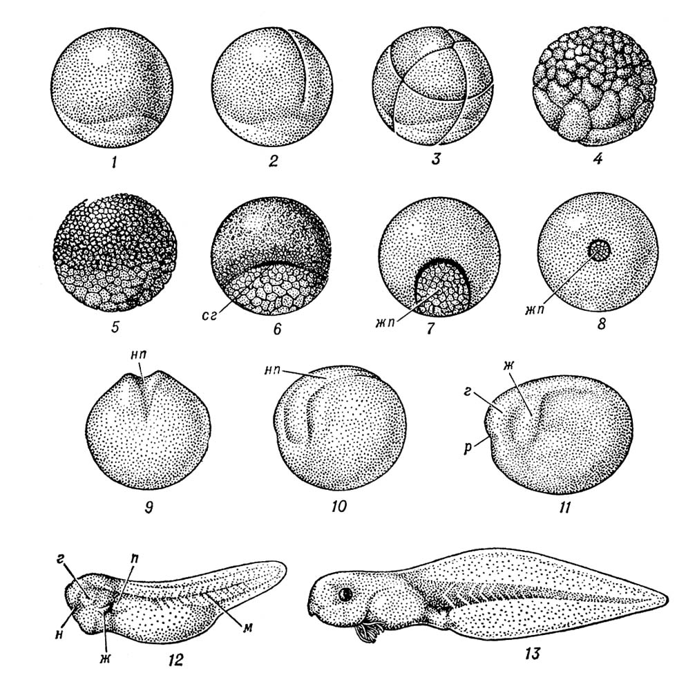 .1.   : 1   ,      ; 25           ;   (2)   (3) ,  (4)   (5) ; 68     (6),  (7)   (8);       ,           ,       ,   ;      ; 910   ,   (9)   (10);    ,              ; 11        ,     (),  ()   (); 12     ,    (),  (),  (),  (),   (); 13         ;       .