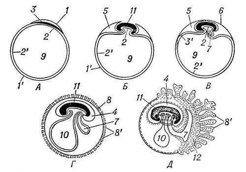       (      ): 1  ; 1'   ; 2  ; 2'   ; 3  ; 3'   ; 4   ; 5   ; 6  ; 7  ; 8  ; 8'   ; 9    ; 10   ; 11  ; 12   .