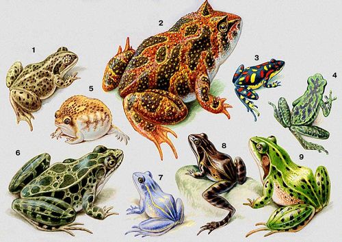 . 1   (Pelobates fuscus); 2   (Ceratophrys cornuta); 3    (Atelopus varius); 4    (Atelopus cruciger); 5    (Breviceps adspersus); 6    (Rana pipiens); 7    (Rana terrestris),    , 8      ; 9    (Rana esculenta).