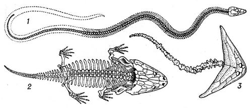 Рис. 4. Скелеты вымерших земноводных: 1 — Ophiderpeton; 2 — Metoposaurus; 3 — Diplocaulus. Земноводные.