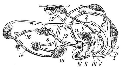 . 1.    : I   ; II   ; III   ; IV  ; V   ; 1  - ; 2   ; 3   ; 4   ; 5   ; 6   ; 7   ; 8   ; 9   ; 10   ; 11  ; 12    ; 13   ; 14   ; 15  ; 16   .