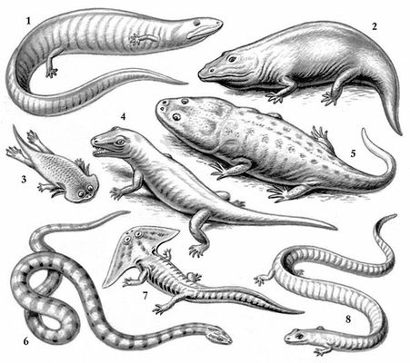 . 5.  : 1  Eogyrinus; 2  Eryops; 3  Gerrothorax; 4  Seymouria; 5  Metoposaurus; 6  Ophiderpeton; 7  Diplocaulus; 8  Cardiocephalus.