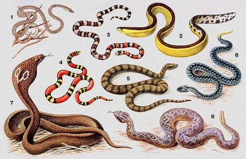 . 1  - (Psammophis lineolatus); 2    (Pelamys platurus); 3    (Lampropeltis pyromelana); 4    (Micrurus frontalis); 5    (Ancistrodon halys); 6    (Vipera berus); 7    (Naja naja); 8    (Crotalus horridus). .