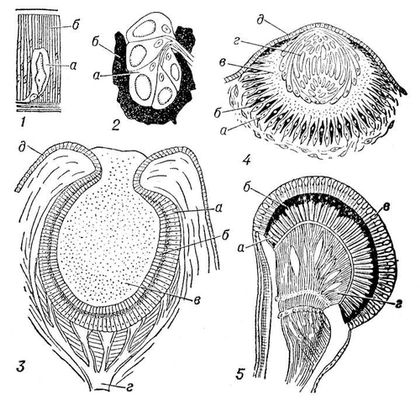  : 1      Lumbricus castaneus;    ,    ; 2      Herpobdella:    ,   ; 3      . Trochidae:   ,      ,    ,    ,    ; 4    Charybdea marsupialis:     ,    ,    ,   ,    ; 5        Branchipus:    ,   ,    ,    .