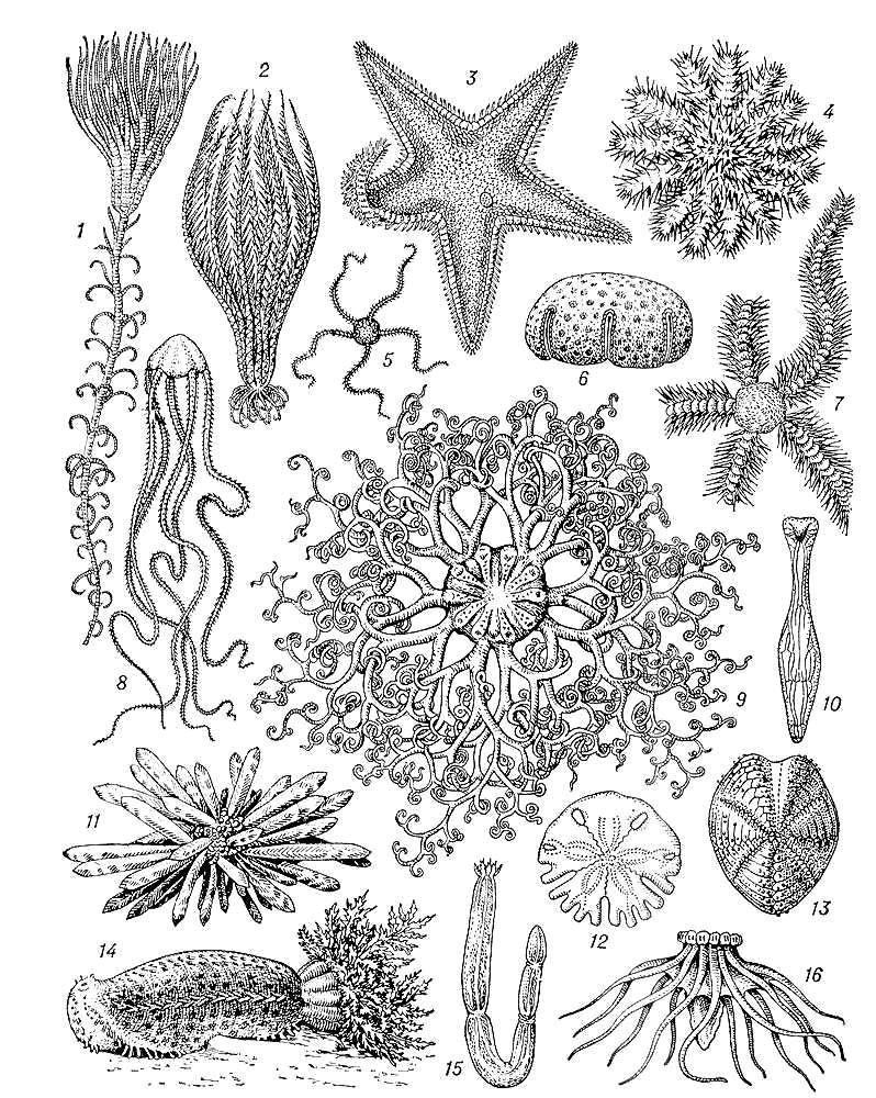 . 1.  .  : 1  Metacrinus rotundus, 2  Heliometra glacialis;  : 3  Astropecten auranciacus, 4  Acanthaster planci, 6  Culcita coriacea; : 5  Ophiura sarsi, 7  Ophiacantha truncata, 8  Asteronix loveni, 9  Gorgonocephalus arcticus;  : 10  Echinosigra paradoxa, 11  Heterocentrotus mammillatus, 12  Rotula augusti, 13  Spatangus purpureus; : 14  Cucumaria frondosa, 15  Leptosynapta inhaerens, 16  Pelagothuria natatrix. .