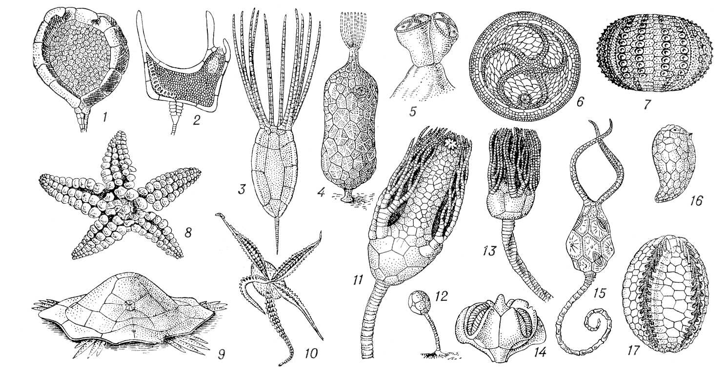 . 7.  .   Carpoidea: 1  Trochocystites bohemicus (), 2  Cothurnocystis elizae ();   Eocrinoidea: 3  Rhipidocystis baltica (), 4  Bockia neglecta ();   Edrioasteroidea: 5  Cyathocystis plautinae (), 6  Lepidodiscus ephraemovianus ();   Echinodea: 7  Tetracidaris ( );   Asteroidea: 8  Macroporaster matutinus ();   Ophiocistia: 9  Volchovia mobilis ();   Ophuroidea: 10  Bundenbachia beneckei ( );   Crinoidea: 11  Cyathocrinus (), 12 Embryocrinus hanieli (), 13  Platycrinus symmetricus ();   Blastoidea: 14  Anthoblastus brouweri ();   Cystoidea: 15  Pleurocystis filitextus (), 16  Aristocystis bohemicus (), 17  Dactylocystis schmidti (). .