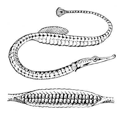 Èãëà-ðûáà Syngnathus typhle (ñàìåö); âíèçó — âñêðûòàÿ âûâîäêîâàÿ êàìåðà. Èãëû-ðûáû.
