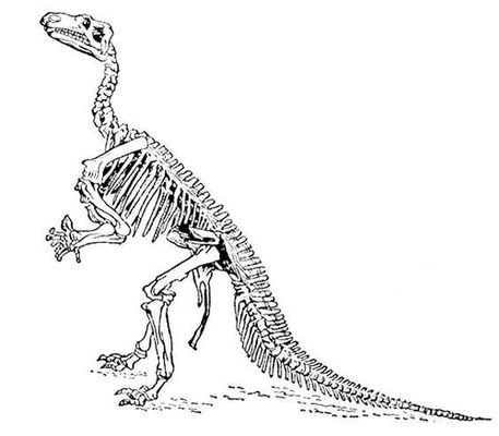   (Iguanodon bernissartensis).